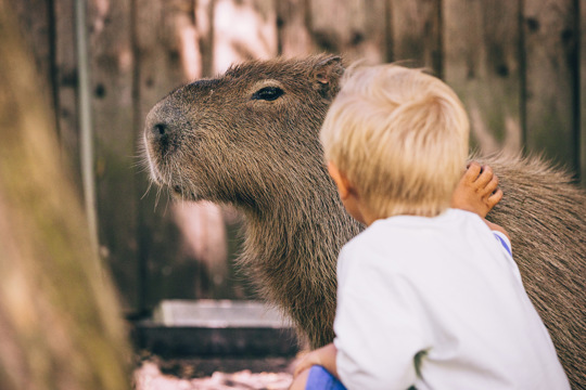 Ett barn klappar en kapybara på Parken Zoo, i en naturnära miljö.